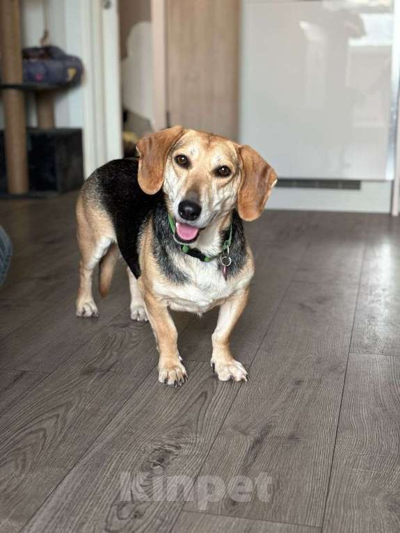 Собаки в Москве: Бигль метис Вуди в добрые руки Мальчик, Бесплатно - фото 3