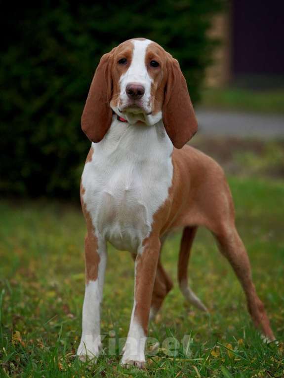 Собаки в Александрове: Щенки Испанской гончей  Девочка, 25 000 руб. - фото 2