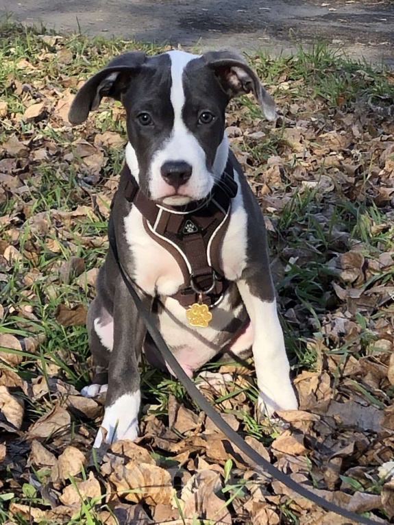 Собаки в Челябинске: Американский стаффордширский терьер Мальчик, 40 000 руб. - фото 2