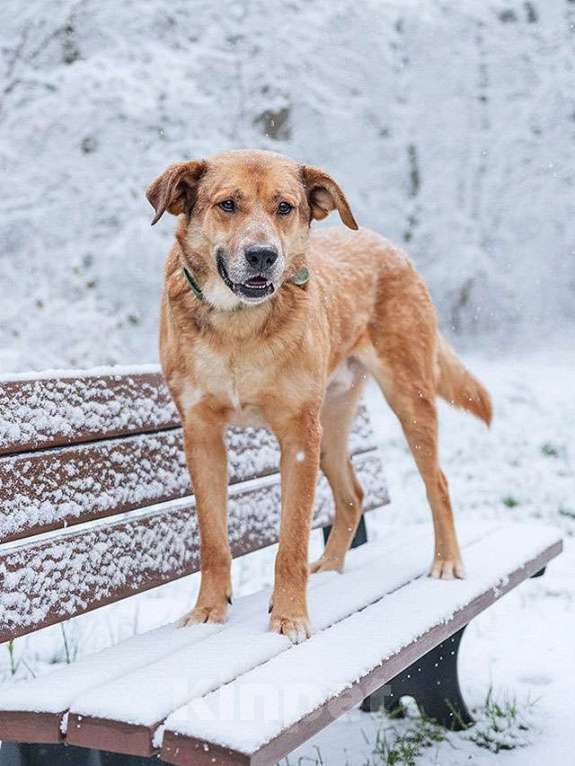 Собаки в Москве: Солнечный пес-компаньон Джек ищет дом Мальчик, Бесплатно - фото 7