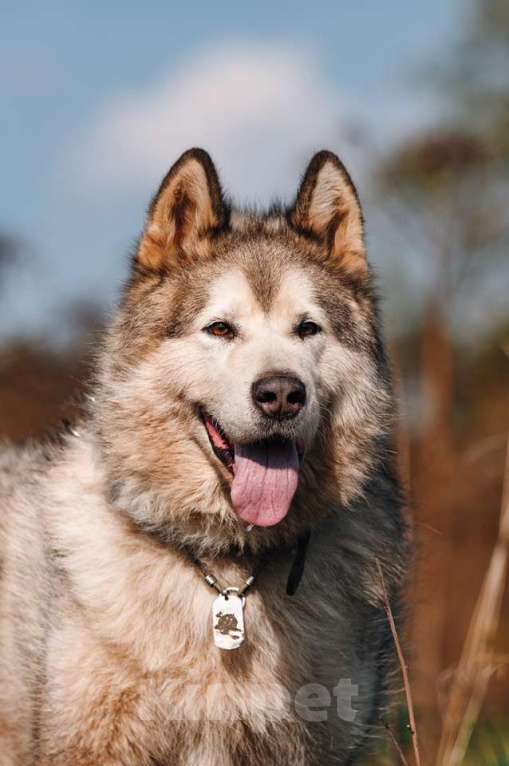 Собаки в Москве: Маламут Аякс ищет дом Мальчик, 1 руб. - фото 6