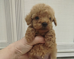 Собаки в Подпорожье: Мини щенок той-пудель Мальчик, 70 000 руб. - фото 1
