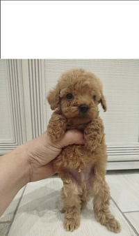 Мини щенок той-пудель