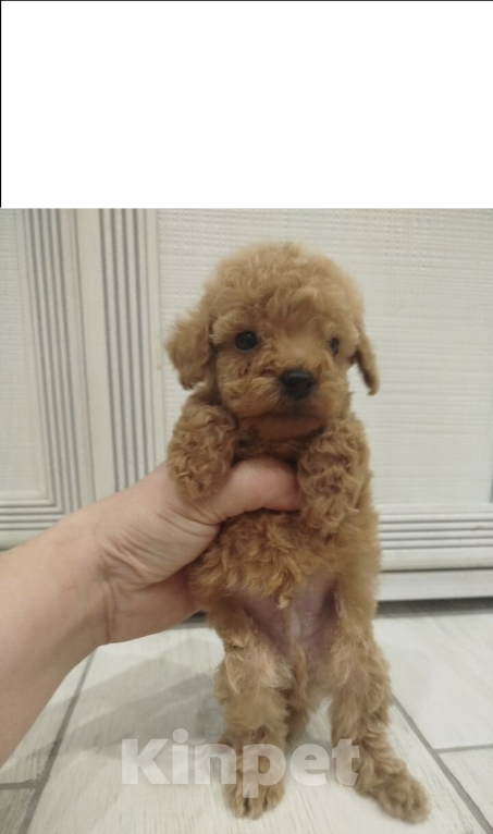 Собаки в Подпорожье: Мини щенок той-пудель Мальчик, 70 000 руб. - фото 1