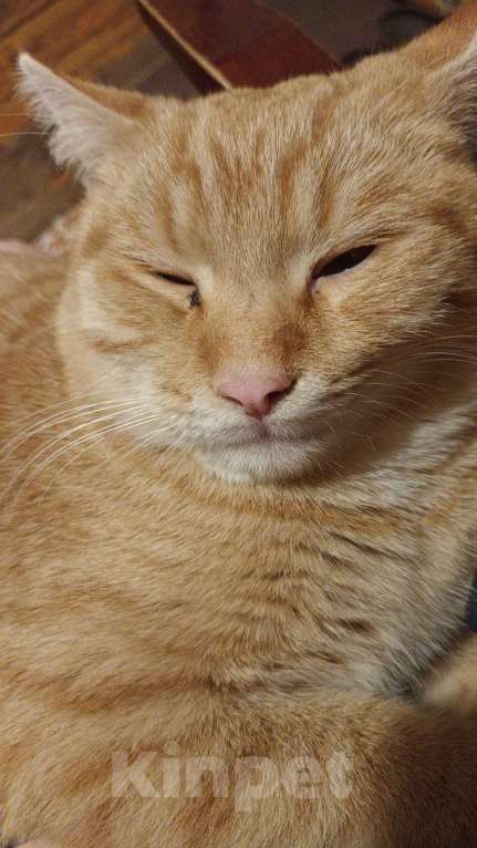 Кошки в Краснодаре: Пропал рыжик котик!!! Мальчик, 1 000 руб. - фото 2