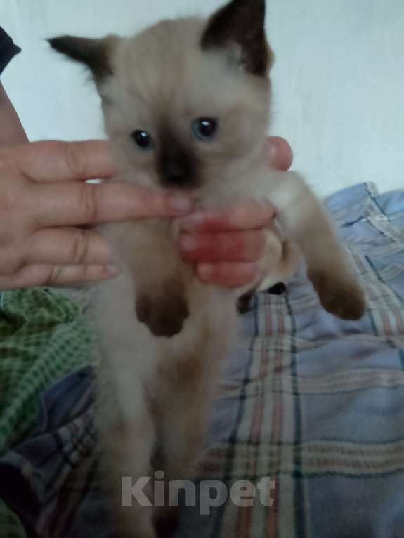 Кошки в Красноярске: Соня Девочка, Бесплатно - фото 3