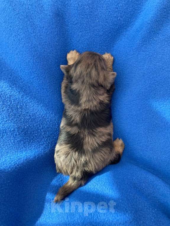 Собаки в Москве: Крупный йорк мальчик чёрный мрамор Мальчик, Бесплатно - фото 2