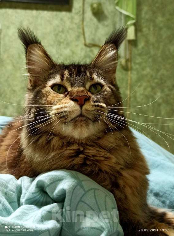 Кошки в Москве: Кошечки мейн кун  Девочка, 55 000 руб. - фото 5