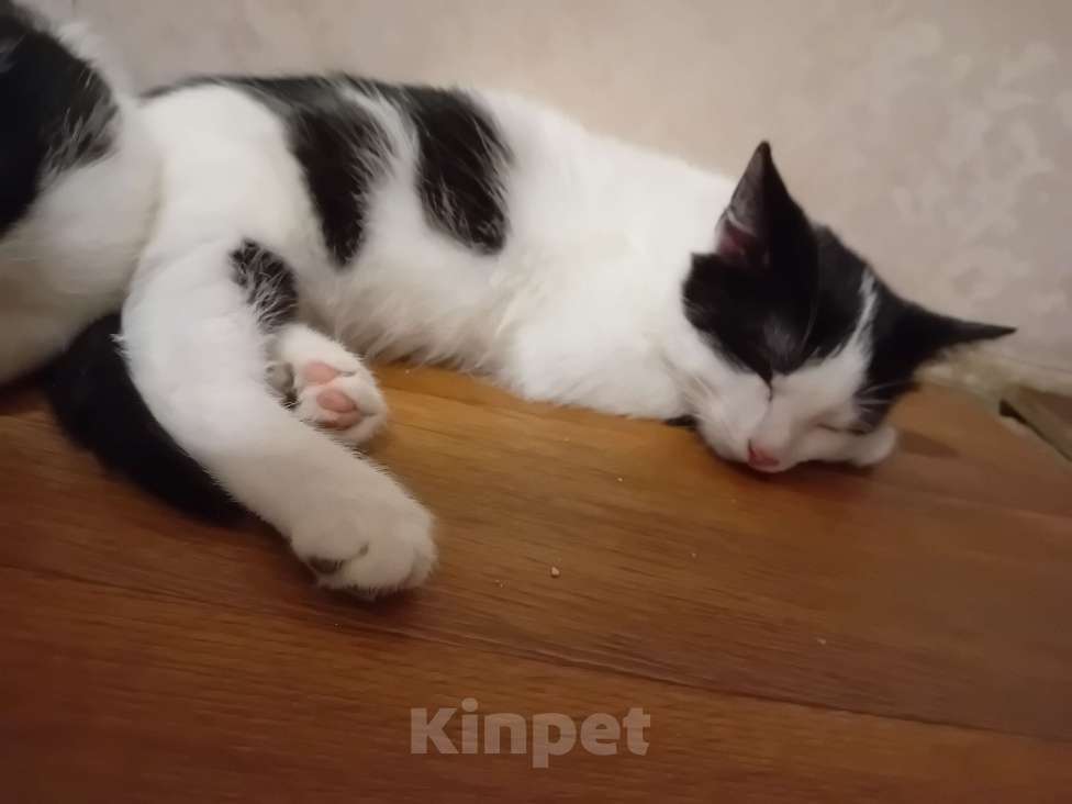 Кошки в Самаре: Чудесный наидобрейший котейка Мальчик, Бесплатно - фото 6