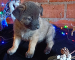 Собаки в других городах Краснодарского края: Девочка от Акиты-Ину Девочка, Бесплатно - фото 6