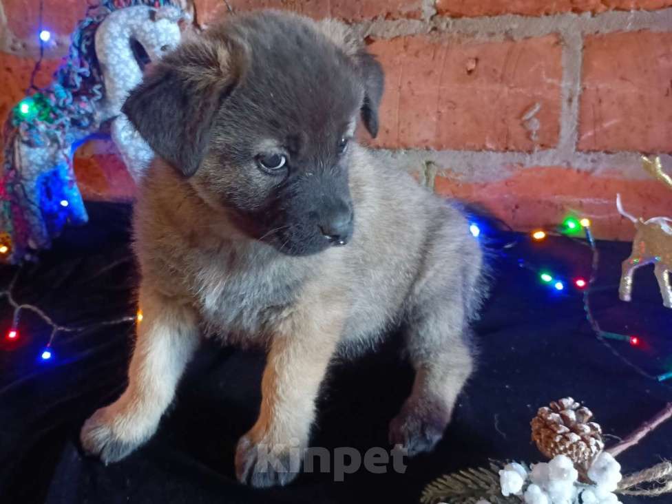 Собаки в других городах Краснодарского края: Девочка от Акиты-Ину Девочка, Бесплатно - фото 6