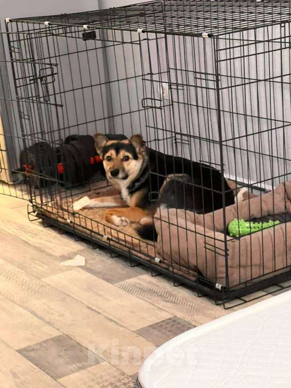 Собаки в Иркутске: Отдам в добрые руки Мальчик, Бесплатно - фото 5