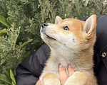 Собаки в Севастополе: Сиба-ину щенок мальчик Мальчик, 60 000 руб. - фото 1