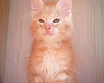 Кошки в Чкаловске: Мейн-кун мальчик Мальчик, 20 000 руб. - фото 1