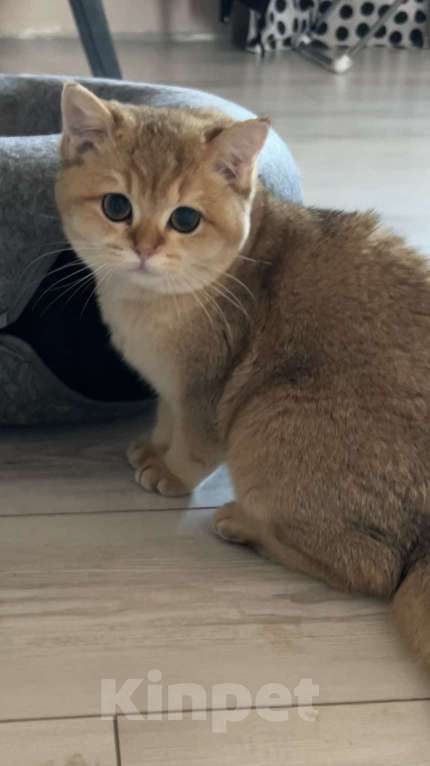 Кошки в Екатеринбурге: Британская золотая шиншилла  Мальчик, 30 000 руб. - фото 4