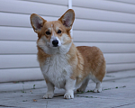 Собаки в Москве: Взрослая девочка корги пемброк Девочка, 5 000 руб. - фото 2