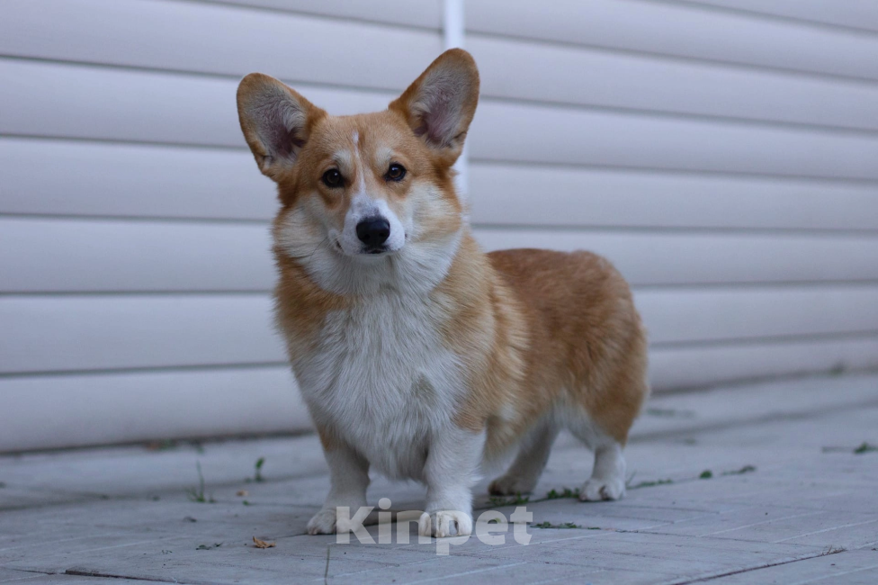 Собаки в Москве: Взрослая девочка корги пемброк Девочка, 5 000 руб. - фото 2
