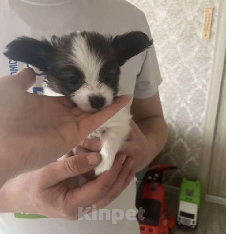 Собаки в Бийске: Щенки Мальчик, 40 000 руб. - фото 1