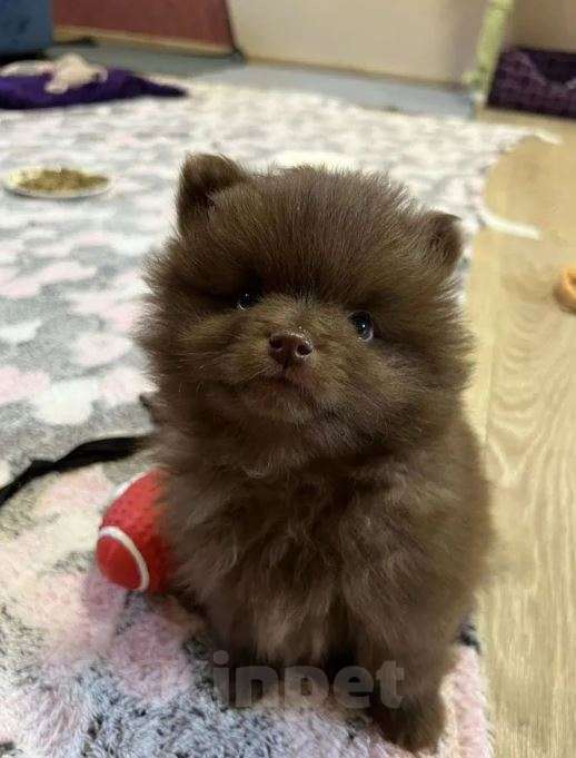 Собаки в Самаре: Щенки шпица мини Девочка, Бесплатно - фото 4