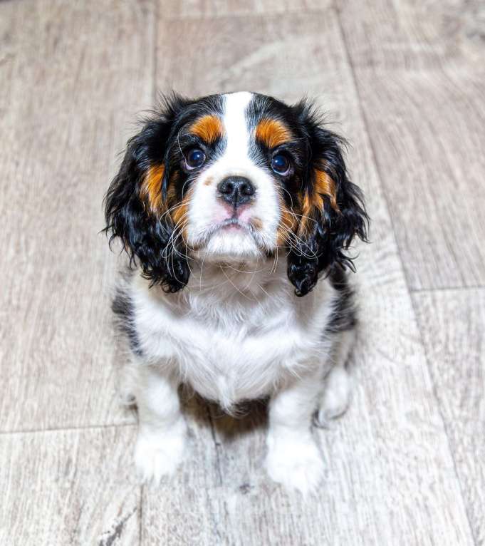 Собаки в Омске: Щенок кавалер кинг чарльз  Мальчик, 65 000 руб. - фото 4