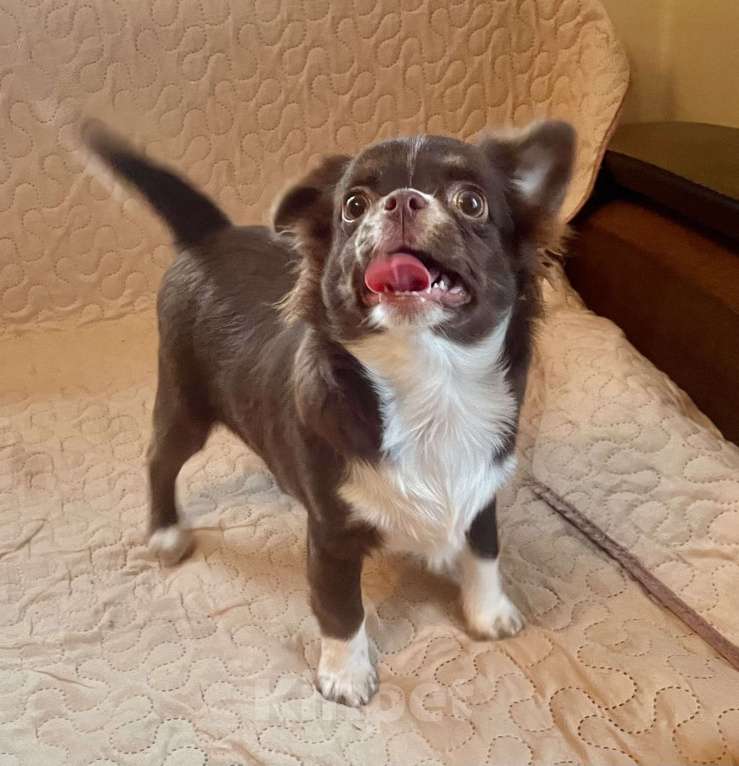 Собаки в Санкт-Петербурге: Щенок чихуахуа Девочка, 60 000 руб. - фото 3