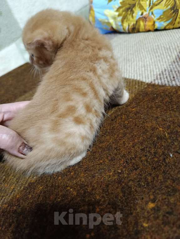 Кошки в других городах Московской области: Курильски бобтейл мальчишки Мальчик, Бесплатно - фото 9