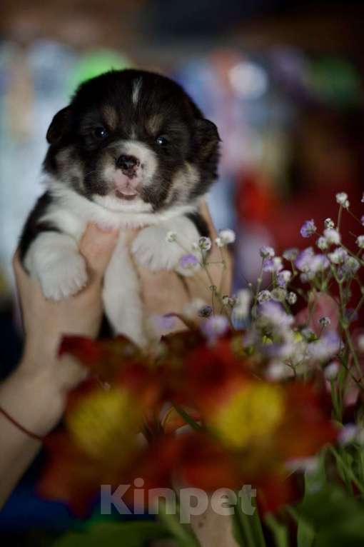 Собаки в Белокурихе: Щенки Вельш Корги Пемброк Девочка, 60 000 руб. - фото 6