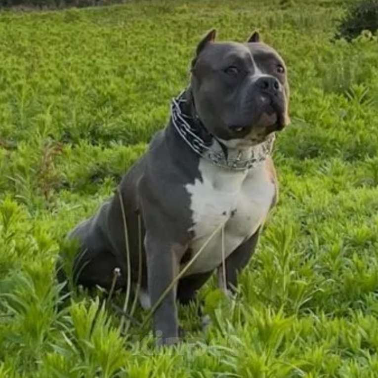 Собаки в Липецке: Голубые щенки АМСТАФФА  Мальчик, 60 000 руб. - фото 5