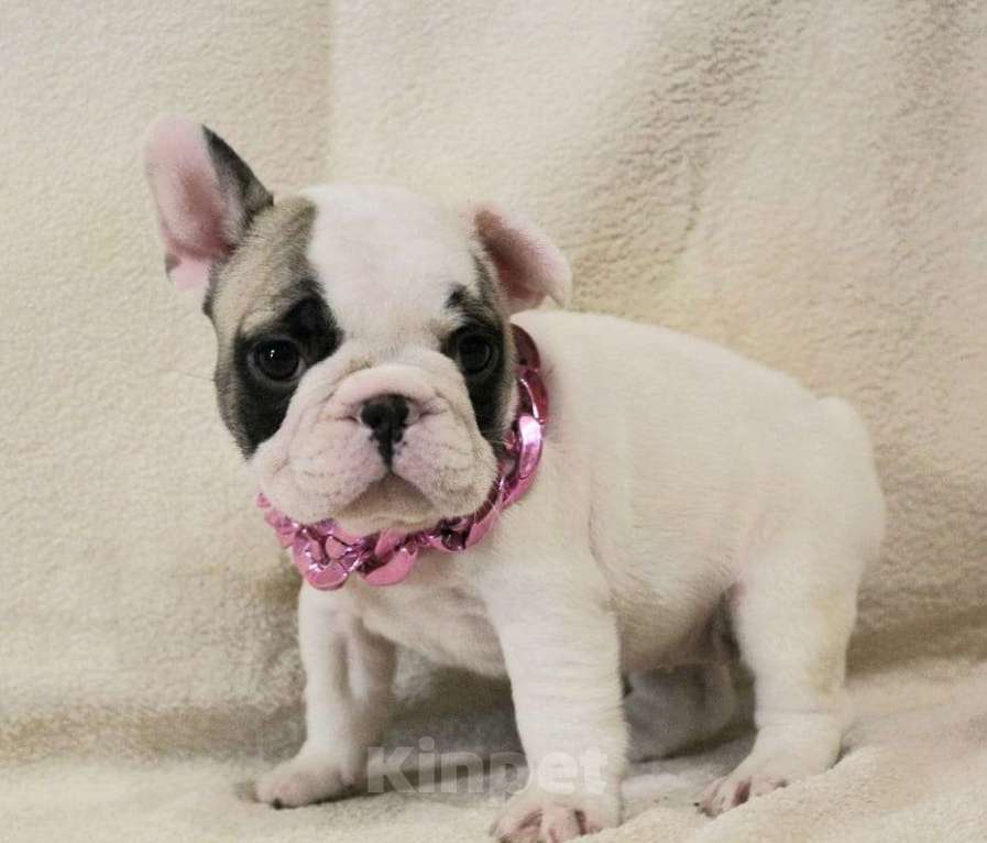 Собаки в Москве: Французский бульдог,щенок Девочка, 130 000 руб. - фото 4