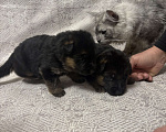 Собаки в Хабаровске: Щенки немецкой овчарки  Мальчик, 45 000 руб. - фото 3