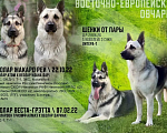 Собаки в других городах Московской области: Продаются щенки восточноевропейской овчарки Мальчик, 70 000 руб. - фото 2