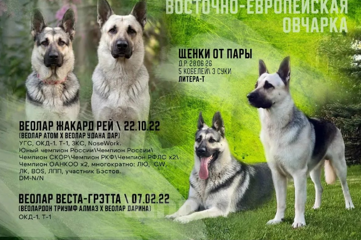 Собаки в других городах Московской области: Продаются щенки восточноевропейской овчарки Мальчик, 70 000 руб. - фото 2