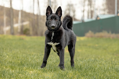 Щенок мальчик