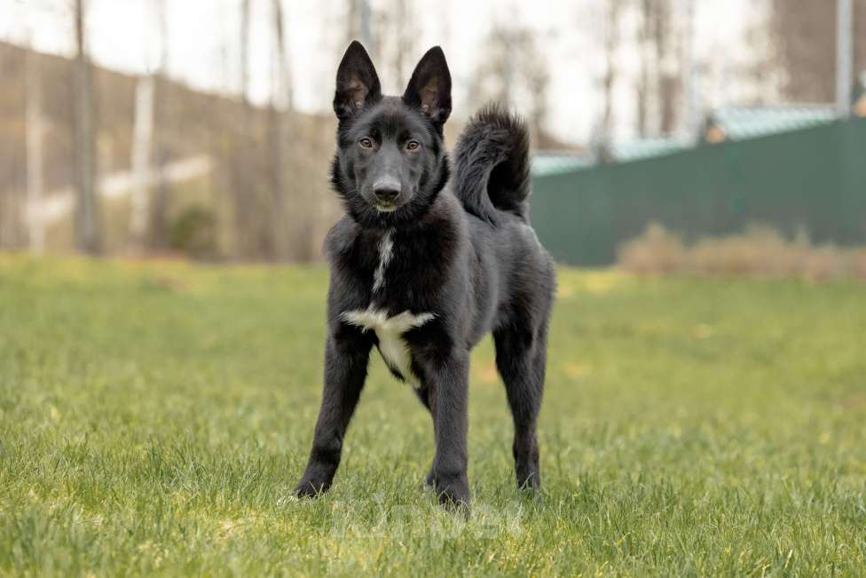 Собаки в Москве: Щенок мальчик Мальчик, Бесплатно - фото 1