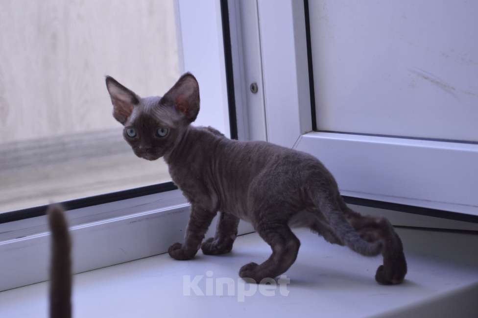 Кошки в Подольске: Мальчик шоколад Мальчик, 30 000 руб. - фото 2