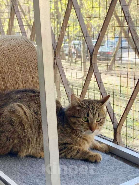 Кошки в Москве: Ласковый молодой рысенок Тëпа Мальчик, Бесплатно - фото 4