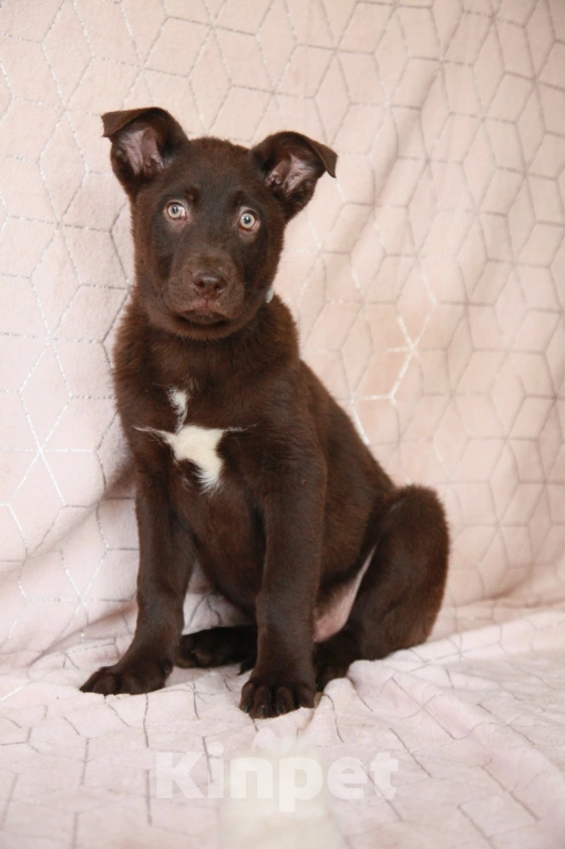 Собаки в Москве: Щенок метис лабрадора 4 месяца  Мальчик, Бесплатно - фото 3