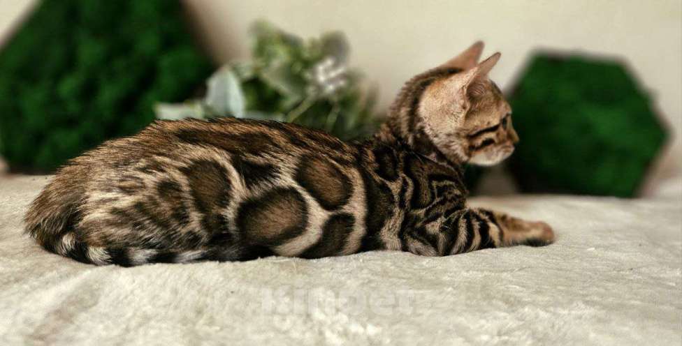 Кошки в Кирове: Бенгальский котенок окрас розетка на золоте  Девочка, 45 000 руб. - фото 2