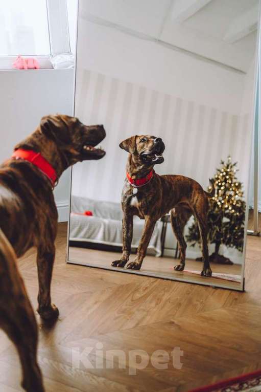 Собаки в Москве: Латифа ищет дом Девочка, 1 руб. - фото 2