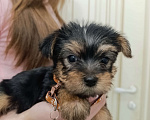 Собаки в Краснодаре: Щенки йоркшистого ьерьера Мальчик, 17 000 руб. - фото 6