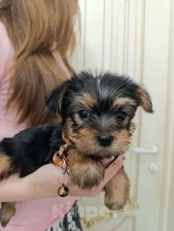 Собаки в Краснодаре: Щенки йоркшистого ьерьера Мальчик, 17 000 руб. - фото 6