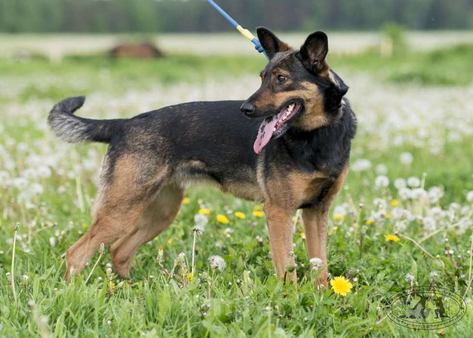 Собаки в Москве: Лютта Девочка, Бесплатно - фото 3