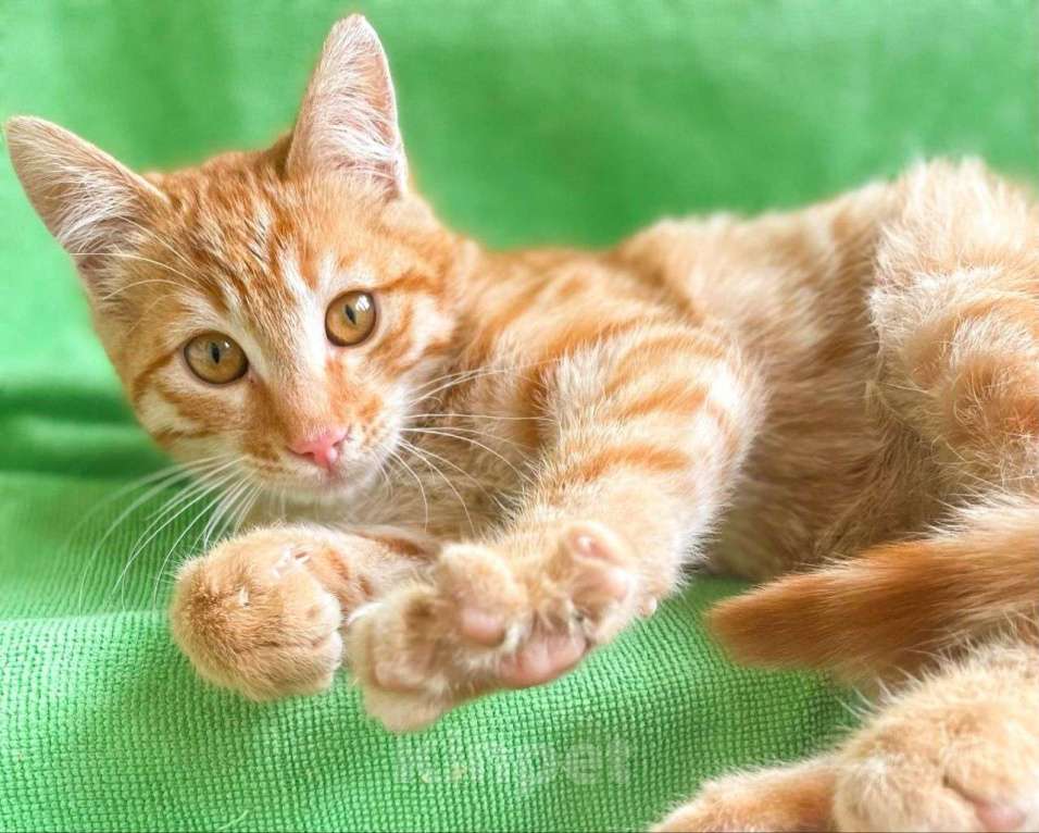 Кошки в Москве: Рыжий котенок в добрые руки! Мальчик, Бесплатно - фото 1