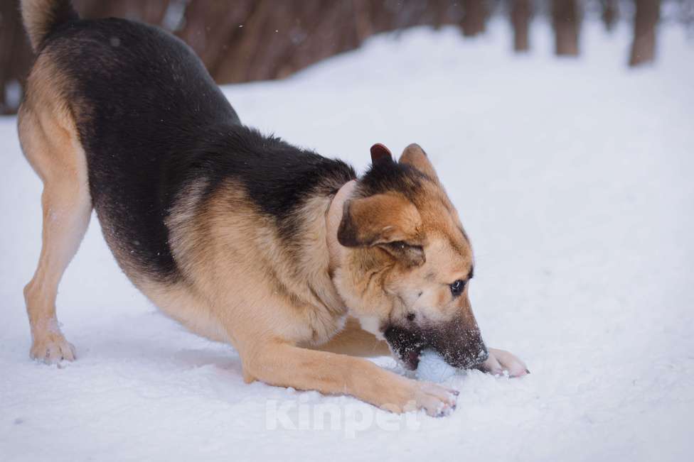 Собаки в Москве: Тотошка Мальчик, Бесплатно - фото 6