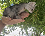 Кошки в Геленджике: Котёнок Чаузи Мальчик, 30 000 руб. - фото 4