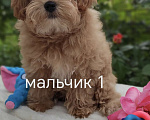 Кошки в Краснодаре: Щенки Мальтмпу f1 мини Мальчик, 50 000 руб. - фото 1