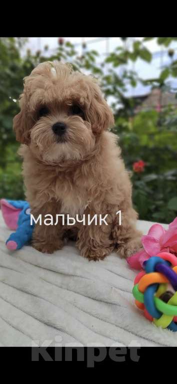 Кошки в Краснодаре: Щенки Мальтмпу f1 мини Мальчик, 50 000 руб. - фото 1