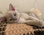 Кошки в Москве: Бурманские котята, котята с документами Девочка, 40 000 руб. - фото 2