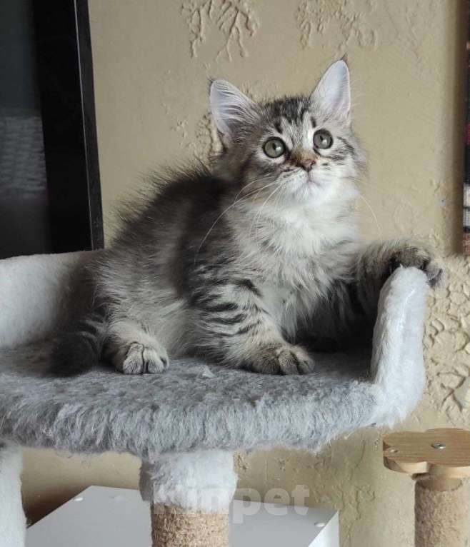 Кошки в Новосибирске: Jemka Девочка, 50 000 руб. - фото 9