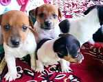 Собаки в Армавире: Продажа Мальчик, 10 000 руб. - фото 4
